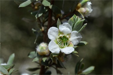 APII jpeg image of Leptospermum lanigerum  © contact APII