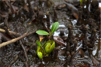 APII jpeg image of Avicennia marina  © contact APII