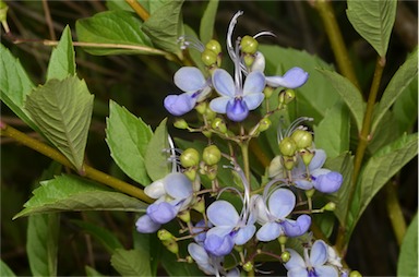 APII jpeg image of Rotheca myricoides subsp. myricoides  © contact APII