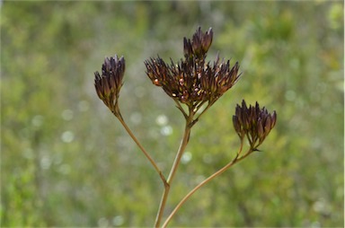 APII jpeg image of Haemodorum planifolium  © contact APII