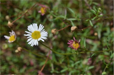 APII jpeg image of Erigeron karvinskianus  © contact APII