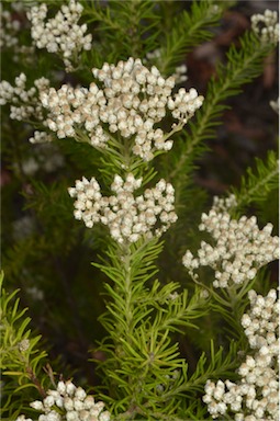 APII jpeg image of Ozothamnus diosmifolius  © contact APII