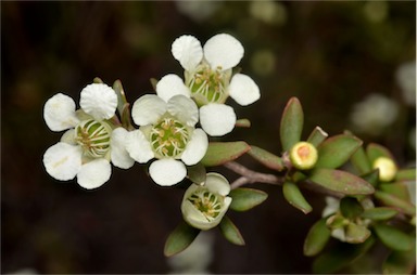 APII jpeg image of Leptospermum continentale  © contact APII