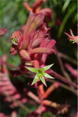 APII jpeg image of Anigozanthos 'Bush Volcano'  © contact APII