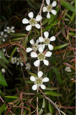 APII jpeg image of Leptospermum madidum  © contact APII