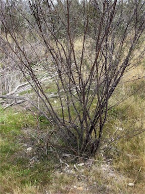 APII jpeg image of Leptospermum continentale  © contact APII