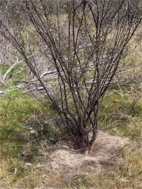 APII jpeg image of Leptospermum continentale  © contact APII