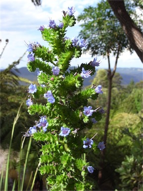 APII jpeg image of Lobelia aberdarica  © contact APII