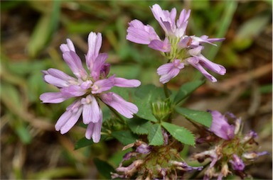 APII jpeg image of Trifolium resupinatum var. resupinatum  © contact APII