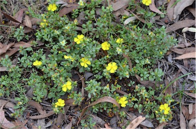 APII jpeg image of Hibbertia diffusa  © contact APII