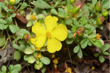 APII jpeg image of Hibbertia diffusa  © contact APII