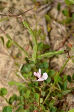 APII jpeg image of Desmodium varians  © contact APII