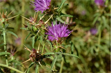 APII jpeg image of Centaurea calcitrapa  © contact APII