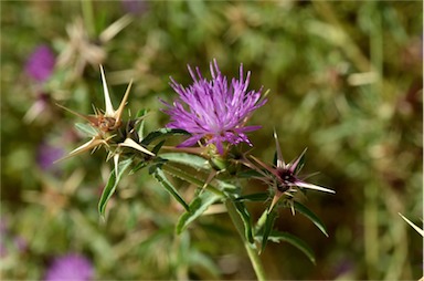 APII jpeg image of Centaurea calcitrapa  © contact APII