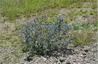 APII jpeg image of Echium vulgare  © contact APII