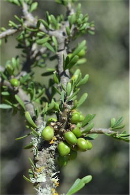 APII jpeg image of Melicytus dentatus  © contact APII