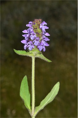 APII jpeg image of Prunella vulgaris  © contact APII