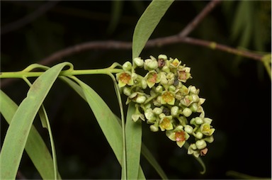 APII jpeg image of Santalum acuminatum  © contact APII