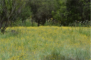 APII jpeg image of Helichrysum rutidolepis  © contact APII