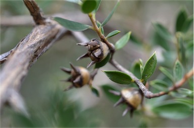 APII jpeg image of Leptospermum petraeum  © contact APII