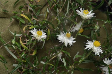 APII jpeg image of Helichrysum leucopsideum  © contact APII