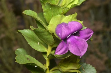 APII jpeg image of Eremophila willsii subsp. willsii  © contact APII