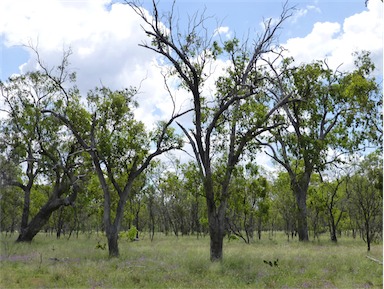 APII jpeg image of Eucalyptus populnea  © contact APII