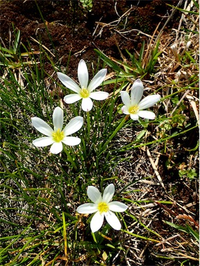 APII jpeg image of Zephyranthes candida  © contact APII