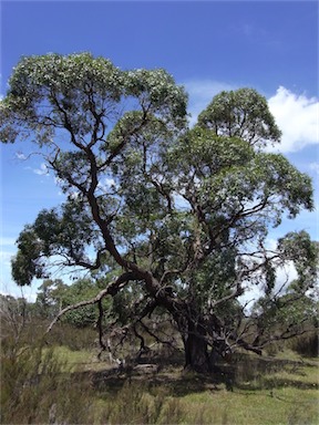 APII jpeg image of Eucalyptus aggregata  © contact APII