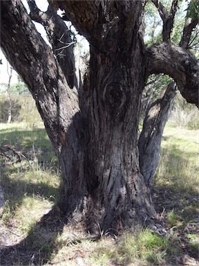 APII jpeg image of Eucalyptus aggregata  © contact APII