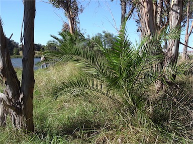 APII jpeg image of Phoenix canariensis  © contact APII