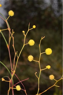 APII jpeg image of Acacia araneosa  © contact APII