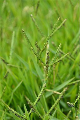 APII jpeg image of Paspalum distichum  © contact APII