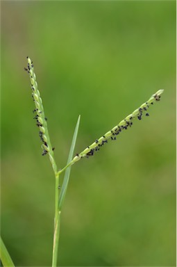 APII jpeg image of Paspalum distichum  © contact APII