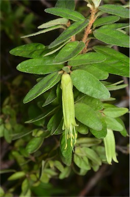 APII jpeg image of Correa calycina  © contact APII