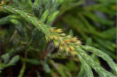 APII jpeg image of Epacris gnidioides  © contact APII