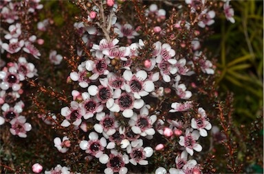 APII jpeg image of Leptospermum 'Kea'  © contact APII