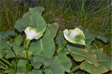 APII jpeg image of Zantedeschia aethiopica  © contact APII