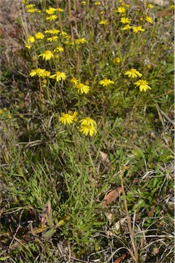 APII jpeg image of Senecio madagascariensis  © contact APII