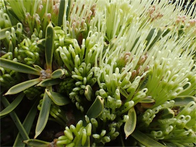 APII jpeg image of Hakea corymbosa  © contact APII