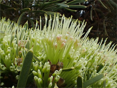 APII jpeg image of Hakea corymbosa  © contact APII