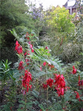 APII jpeg image of Clianthus puniceus  © contact APII