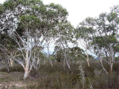 APII jpeg image of Eucalyptus mannifera  © contact APII