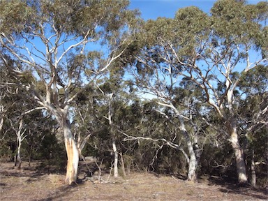 APII jpeg image of Eucalyptus rubida  © contact APII