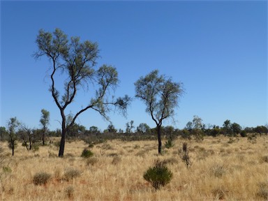 APII jpeg image of Grevillea striata  © contact APII