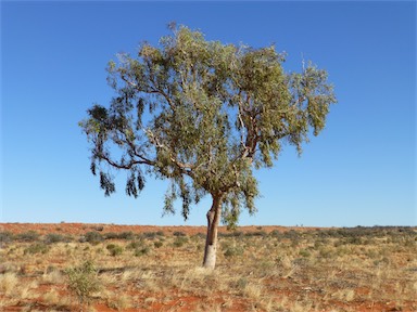 APII jpeg image of Corymbia terminalis  © contact APII