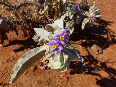 APII jpeg image of Solanum ellipticum  © contact APII