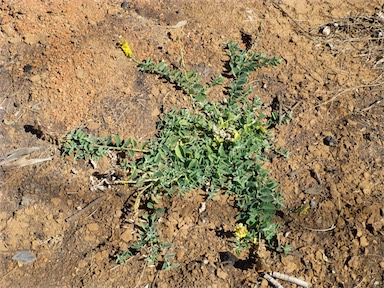 APII jpeg image of Crotalaria smithiana  © contact APII