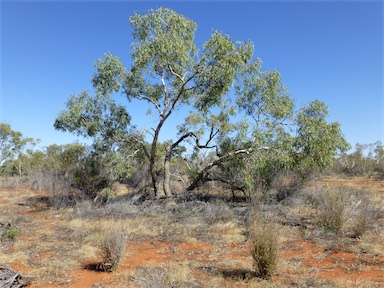 APII jpeg image of Eucalyptus coolabah  © contact APII