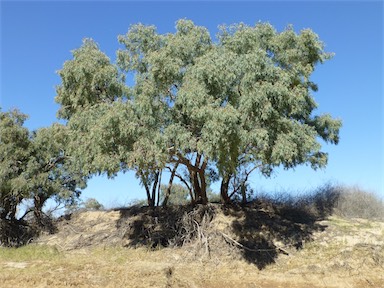 APII jpeg image of Eucalyptus coolabah  © contact APII